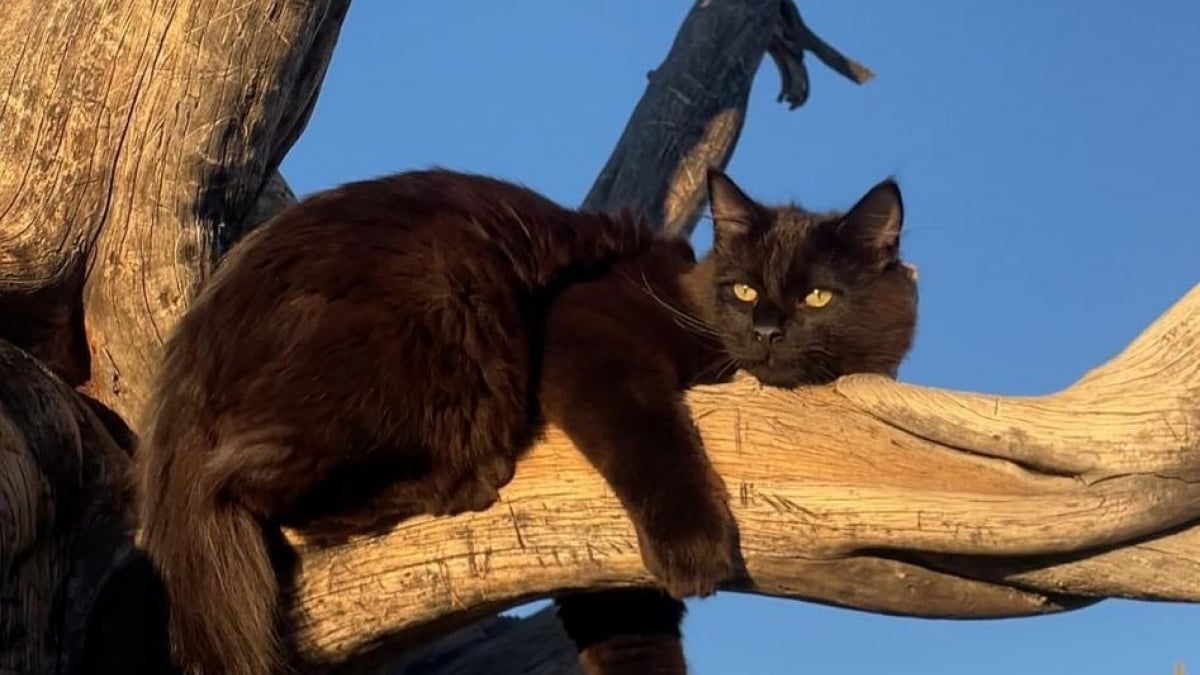 Illustration : "Avec son étonnante habitude dans la salle de bains, ce chat brise l’un des préjugés les plus courants sur les félins (vidéo)"