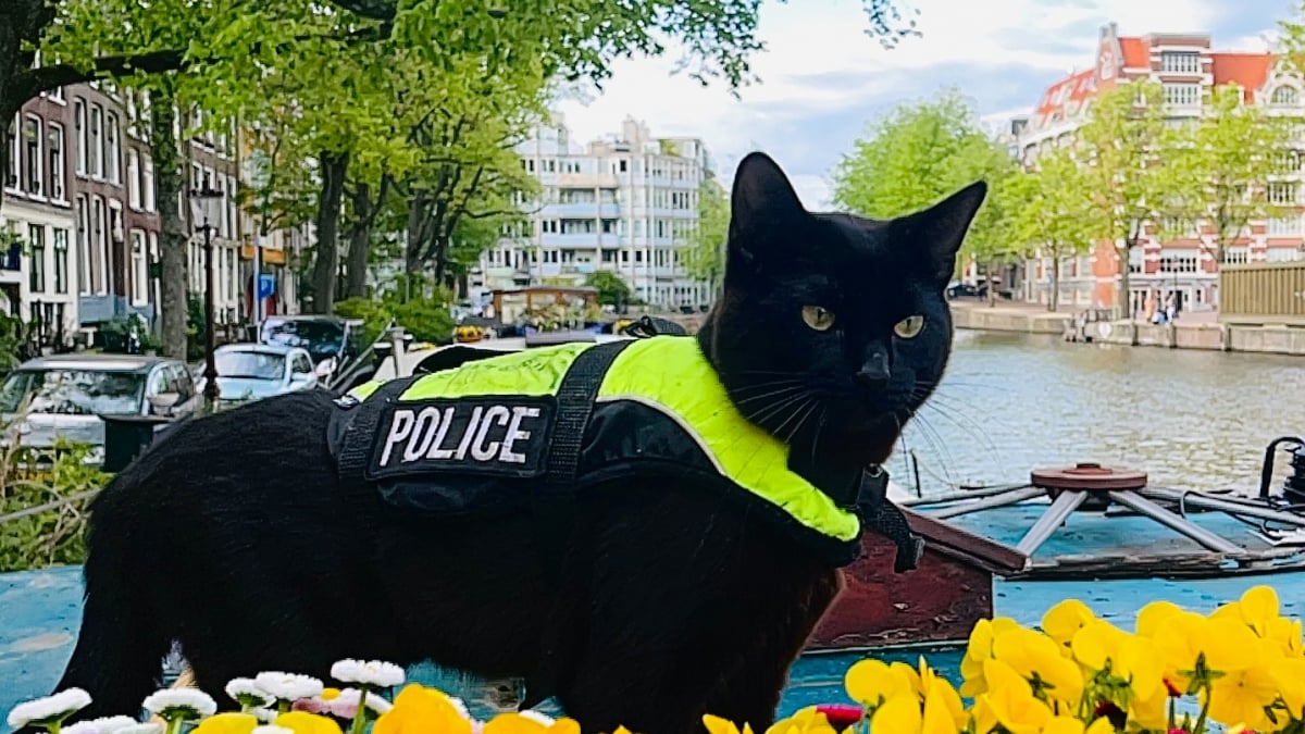Illustration : "À cause de sa maladresse, ce chat noir espiègle est devenu chat policier dans une grande ville touristique"