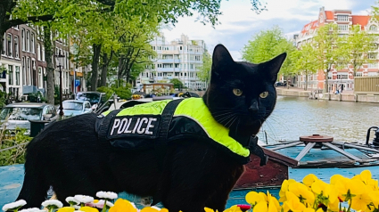 Illustration : À cause de sa maladresse, ce chat noir espiègle est devenu chat policier dans une grande ville touristique