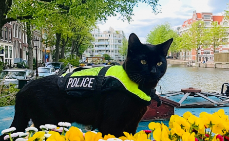À cause de sa maladresse, ce chat noir espiègle est devenu chat policier dans une grande ville touristique