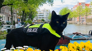 Illustration : À cause de sa maladresse, ce chat noir espiègle est devenu chat policier dans une grande ville touristique