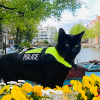Illustration : À cause de sa maladresse, ce chat noir espiègle est devenu chat policier dans une grande ville touristique