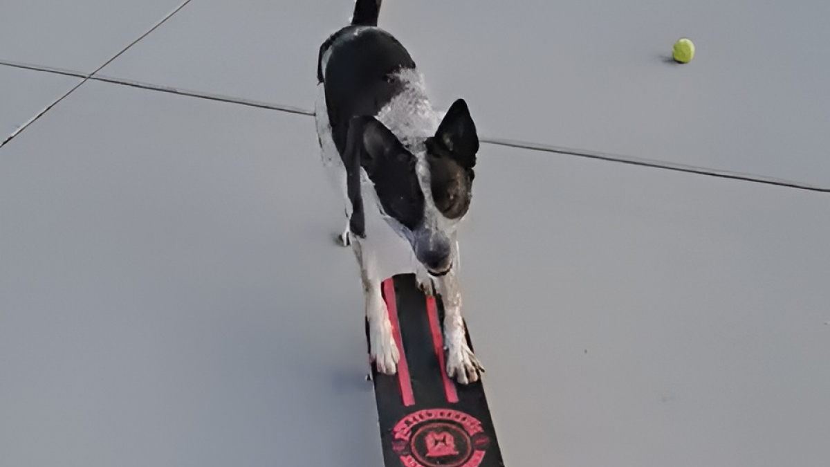 Illustration : "Cette chienne a développé un talent presque inné pour les sports d’équilibre (vidéo) "