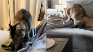 Illustration : Les pétrissages de ce chat rescapé cachent une triste histoire dont l'issue aurait été totalement différente sans cette belle rencontre