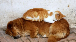 Illustration : 16 photos montrant que l’amitié entre chiens et chats peut être fusionnelle