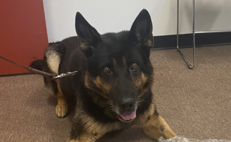 Un chien policier prenant sa retraite honoré par la ville qu’il a servie pendant 12 ans alors qu'il est né 7000 km plus loin