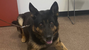 Illustration : Un chien policier prenant sa retraite honoré par la ville qu’il a servie pendant 12 ans alors qu'il est né 7000 km plus loin