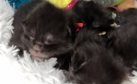 La surprise est de taille pour les propriétaires d'une portée de chatons Maine Coon tous nés avec des attributs en plus (vidéo) 