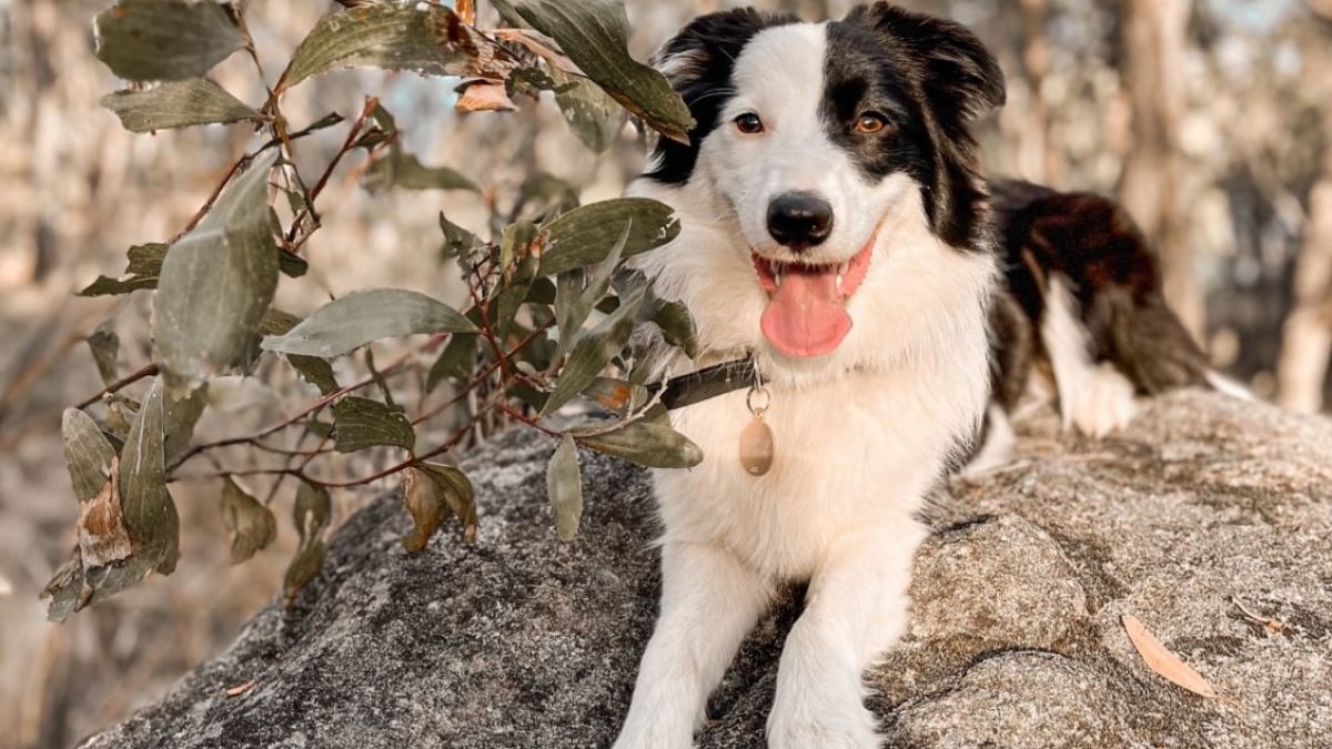 Illustration : "Lorsqu’il réalise que la famille s’est agrandie, ce Border Collie a une réaction très explicite pour faire comprendre comment il accueille cette 