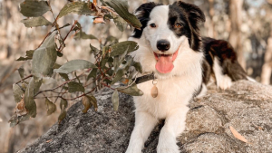 Illustration : Lorsqu’il réalise que la famille s’est agrandie, ce Border Collie a une réaction très explicite pour faire comprendre comment il accueille cette "bonne nouvelle" (vidéo)