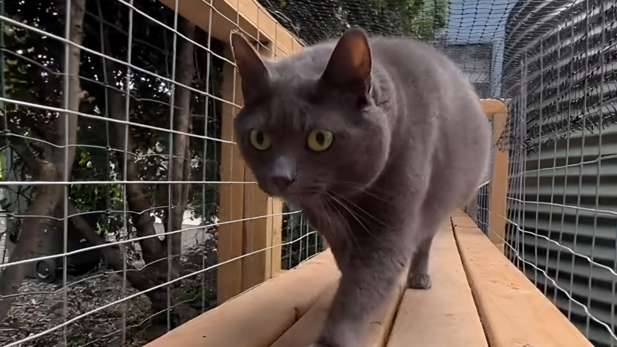 Illustration : "Pour le bonheur de ses 11 chats, une famille construit une impressionnante installation dans son jardin (vidéo)"