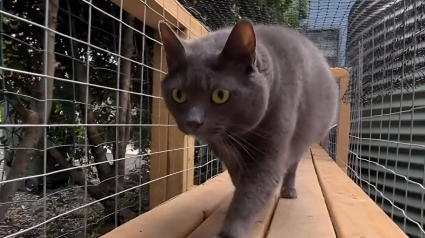 Illustration : Pour le bonheur de ses 11 chats, une famille construit une impressionnante installation dans son jardin (vidéo)