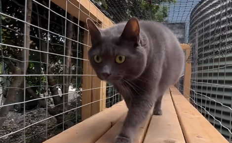 Pour le bonheur de ses 11 chats, une famille construit une impressionnante installation dans son jardin (vidéo)