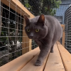 Illustration : Pour le bonheur de ses 11 chats, une famille construit une impressionnante installation dans son jardin (vidéo)