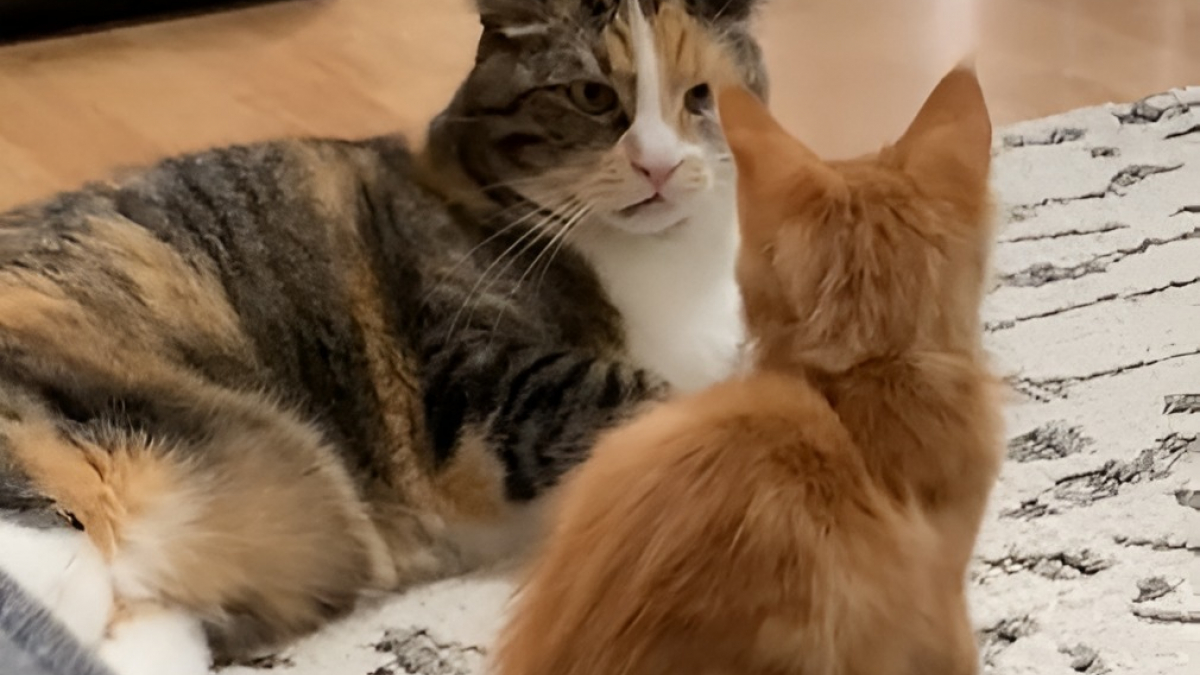 Illustration: “Based on her contemptuous attitude, this cat had no desire for another feline to move in with her! (video)”