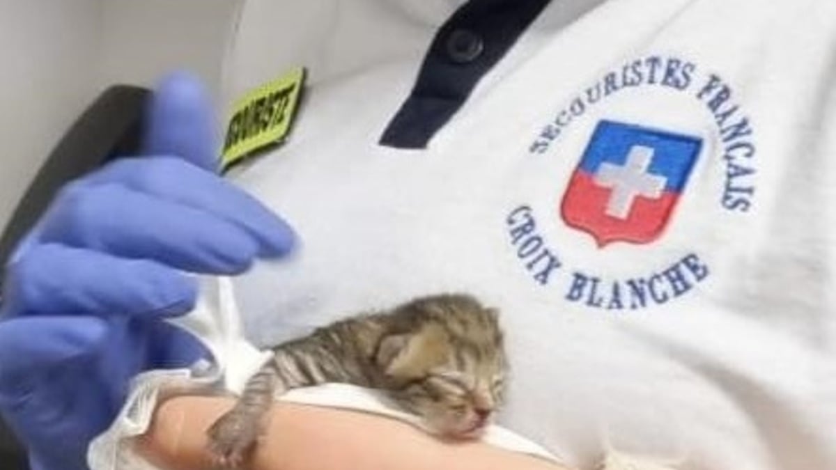 Illustration: “A newborn kitten discovered in the stands during a football match mobilizes emergency services as they tend to an injured player”