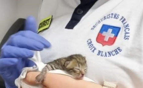Un chaton nouveau-né découvert dans les gradins lors d'un match de football mobilise les secours au moment où ils s'occupent d'un joueur blessé