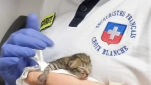 Illustration : Un chaton nouveau-né découvert dans les gradins lors d'un match de football mobilise les secours au moment où ils s'occupent d'un joueur blessé