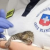 Illustration : Un chaton nouveau-né découvert dans les gradins lors d'un match de football mobilise les secours au moment où ils s'occupent d'un joueur blessé