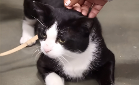 Ignoré lors d’un évènement d’adoption, ce chat miaule de désespoir pour attirer l’attention (vidéo)