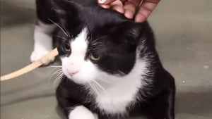 Illustration : "Ignoré lors d’un évènement d’adoption, ce chat miaule de désespoir pour attirer l’attention (vidéo)"