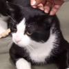 Illustration : Ignoré lors d’un évènement d’adoption, ce chat miaule de désespoir pour attirer l’attention (vidéo)