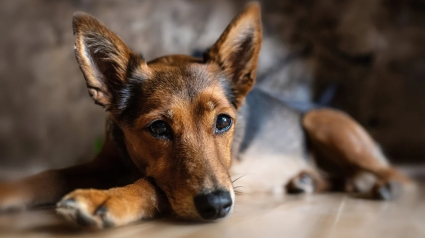 Illustration : 6 raisons qui poussent votre chien à vous regarder de manière fixe 