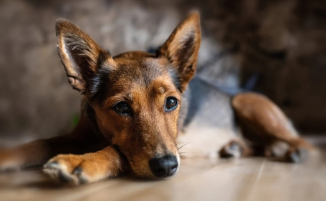 6 raisons qui poussent votre chien à vous regarder de manière fixe 