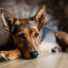 Illustration : 6 raisons qui poussent votre chien à vous regarder de manière fixe 