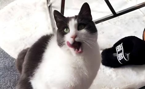 Délaissée par son maître après 9 ans de vie commune, cette chatte âgée contrainte de vivre dans le froid découvre le bon cœur de ses voisins (vidéo)