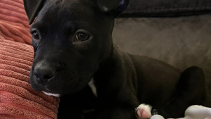 Illustration : Sauvée d'un destin tragique, une petite Pitbull se bat pour survivre à une grave malformation cardiaque