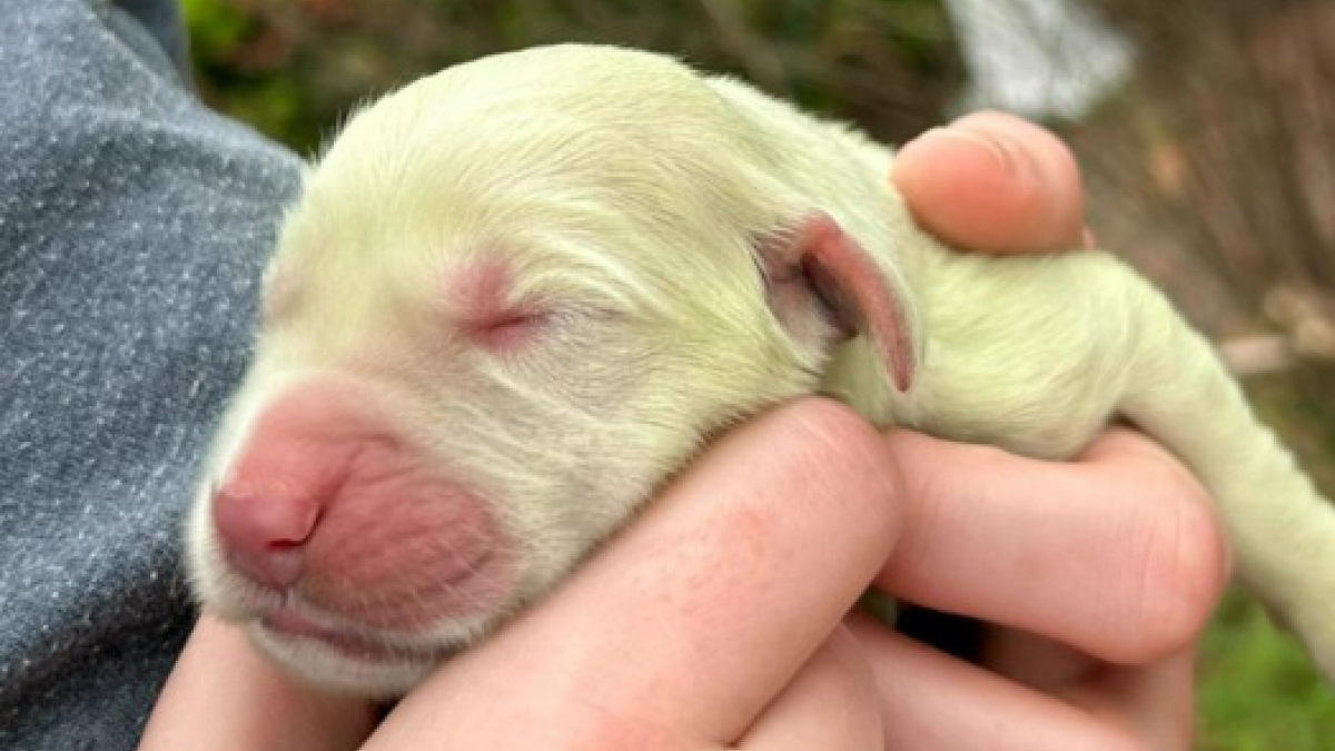 Illustration : "Un chiot vient au monde avec une couleur totalement improbable et déconcerte ses propriétaires"