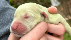 Illustration : Un chiot vient au monde avec une couleur totalement improbable et déconcerte ses propriétaires
