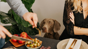 Illustration : "Un rendez-vous galant prend une tournure désastreuse quand l’invité demande à son hôte de faire sortir son chien "