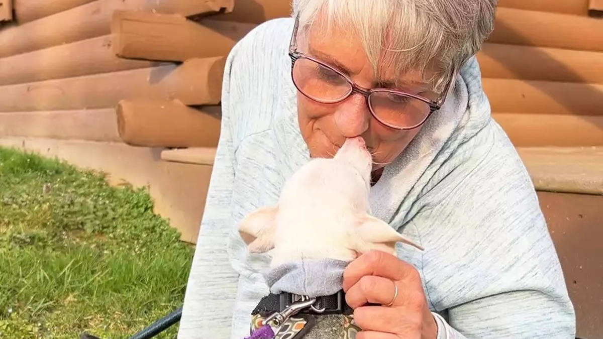 Illustration : "Piglet le célèbre chien sourd et muet vit une rencontre émouvante avec une 