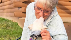 Illustration : Piglet le célèbre chien sourd et muet vit une rencontre émouvante avec une "fan" qu'il a aidée à se ressaisir au moment où elle était au plus bas