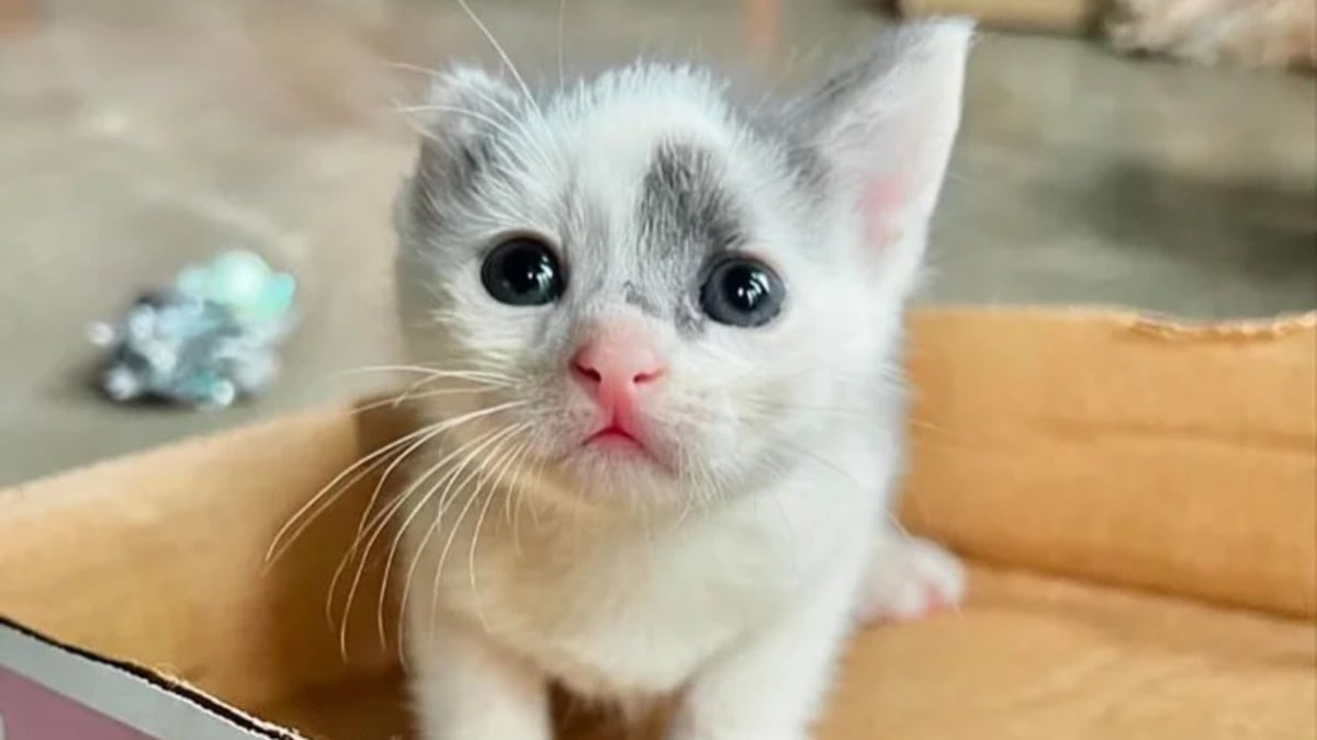 Illustration : "La résilience hors normes d'une portée de chatons prématurés, le corps meurtri par le froid et livrés à eux-mêmes sur un quai de chargement"