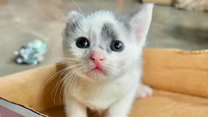 Illustration : La résilience hors normes d'une portée de chatons prématurés, le corps meurtri par le froid et livrés à eux-mêmes sur un quai de chargement