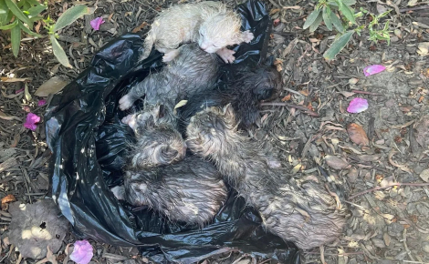 Une association se démène pour sauver 5 chatons abandonnés dans un sac plastique jeté dans un champ (vidéo)