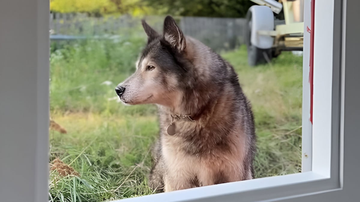 Illustration : "Encore endormi, ce Husky âgé refuse de sortir du lit pour accompagner son maître au travail (vidéo)"