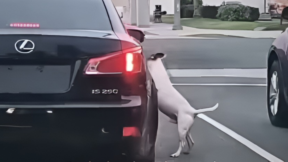 Illustration : "Ce chien court et saute de toutes ses forces pour rattraper la voiture de son maître qui vient de l’abandonner (vidéo)"