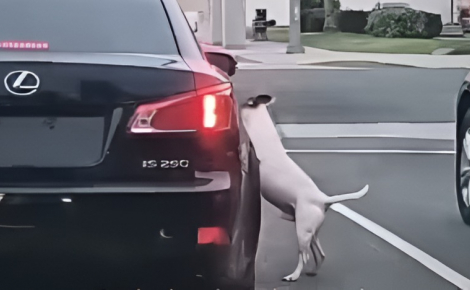 Ce chien court et saute de toutes ses forces pour rattraper la voiture de son maître qui vient de l’abandonner (vidéo)