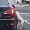 Illustration : Ce chien court et saute de toutes ses forces pour rattraper la voiture de son maître qui vient de l’abandonner (vidéo)