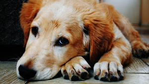 Illustration : La détresse du propriétaire d'un chien volé est la même que celle suscitée par la perte d'un proche, affirme une nouvelle étude