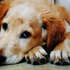 Illustration : La détresse du propriétaire d'un chien volé est la même que celle suscitée par la perte d'un proche, affirme une nouvelle étude