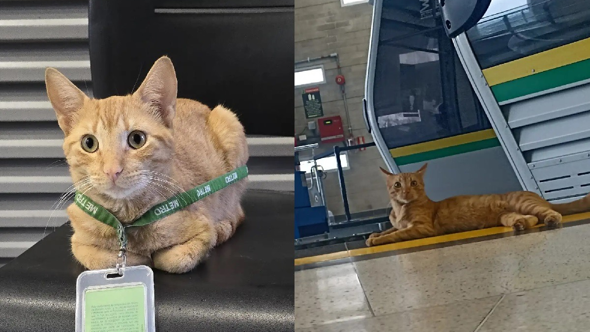 Illustration : "Ce chat passant ses journées à la station de métro prend sa mission de supervision du personnel très au sérieux"