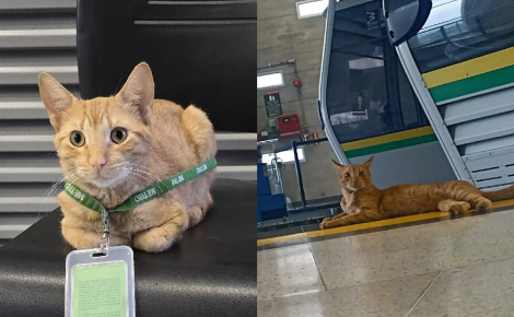 Ce chat passant ses journées à la station de métro prend sa mission de supervision du personnel très au sérieux