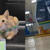 Illustration : Ce chat passant ses journées à la station de métro prend sa mission de supervision du personnel très au sérieux