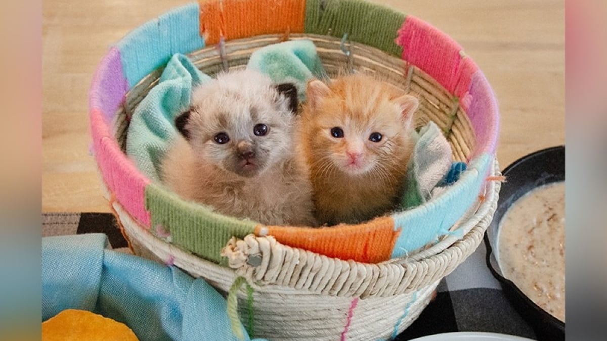 Illustration : "Ces 2 chatons trouvés dans une boîte en carton ont les plus adorables des nounous dans leur famille d’accueil (vidéo)"