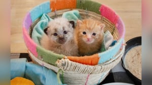 Illustration : Ces 2 chatons trouvés dans une boîte en carton ont les plus adorables des nounous dans leur famille d’accueil (vidéo)